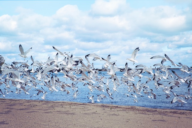 sea-gulls-1815212_640